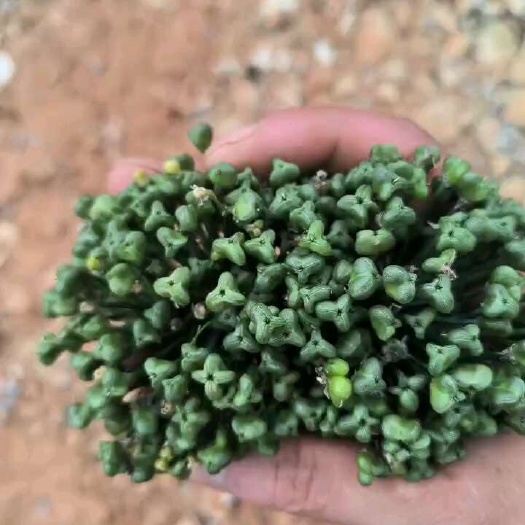 韭菜花