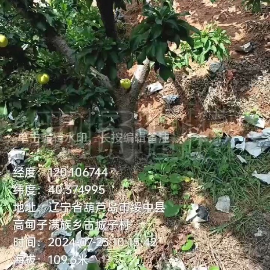 绥中县个头大口感很好卖相好.3
