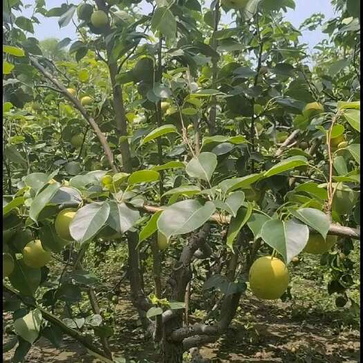 荥阳市应季皇冠梨，没有套袋，果面干净口感酥脆甜