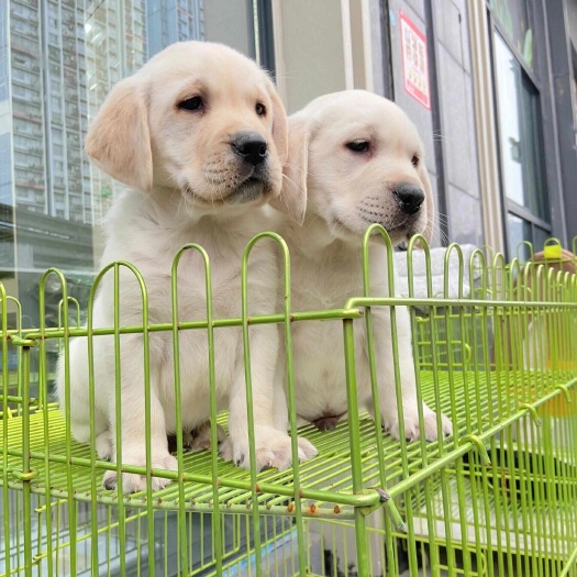 梁山县双血统拉布拉多拉布拉多幼犬米白色黑色