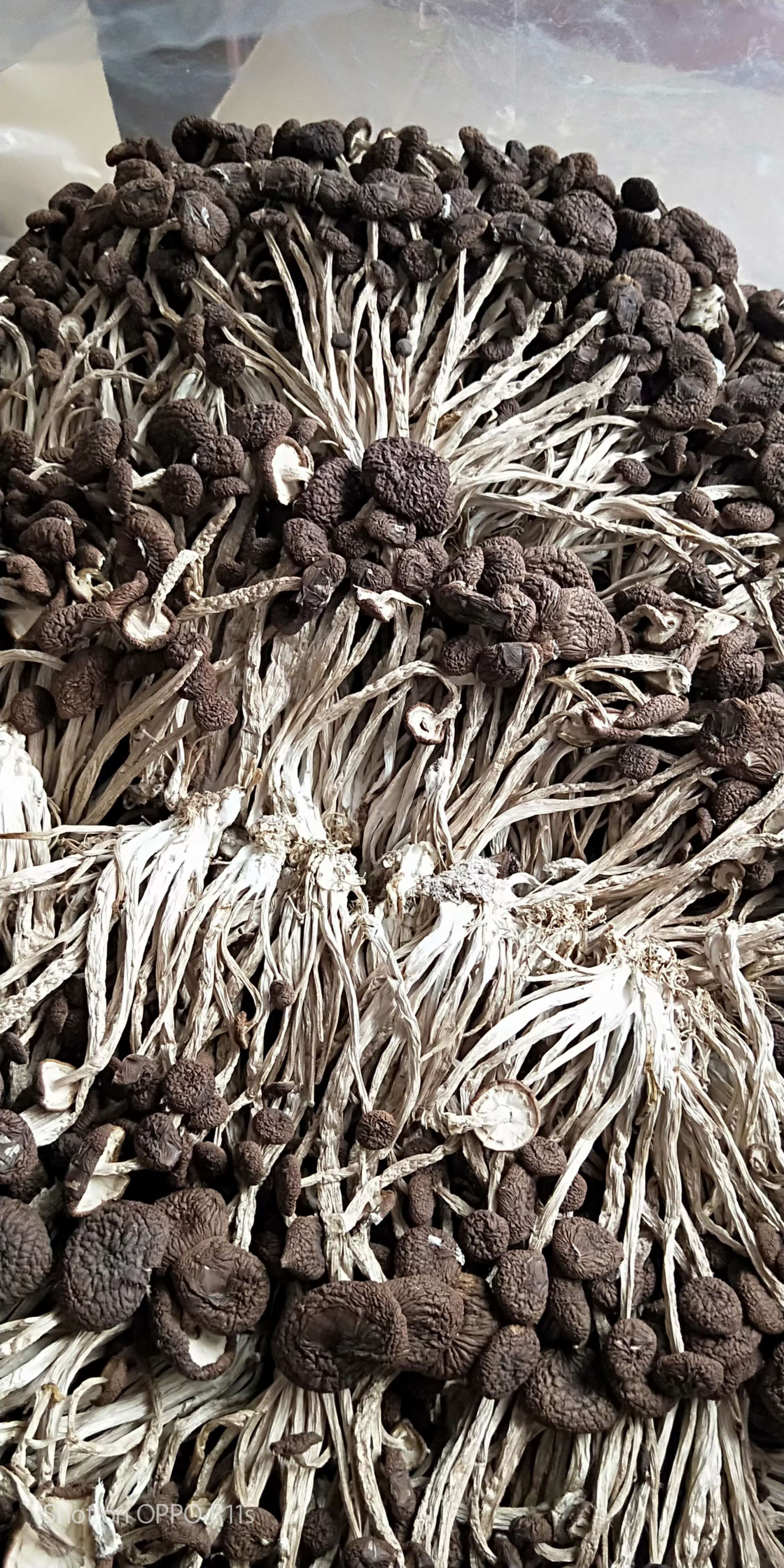 逸宸農(nóng)副食品店批發(fā)茶樹菇蓮子