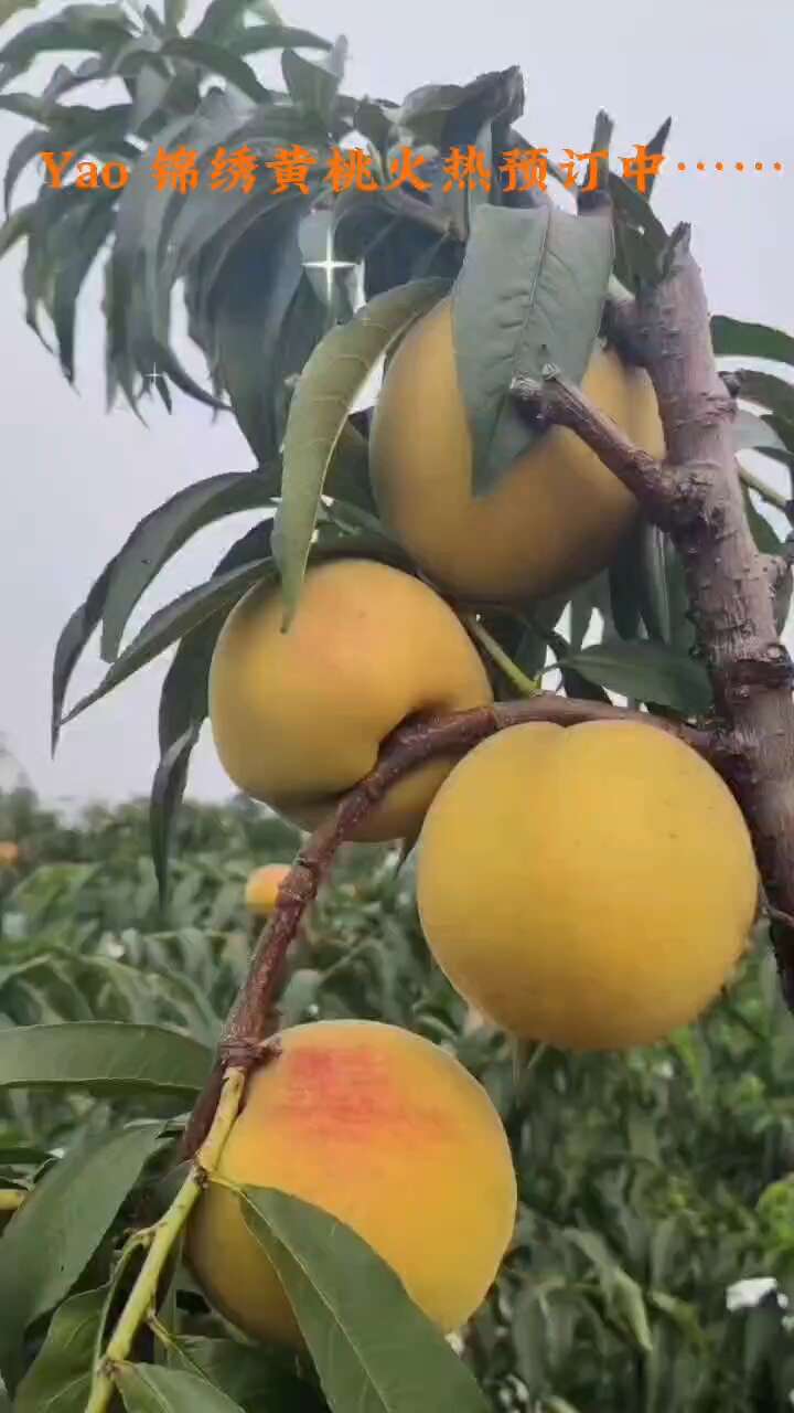 锦绣黄桃