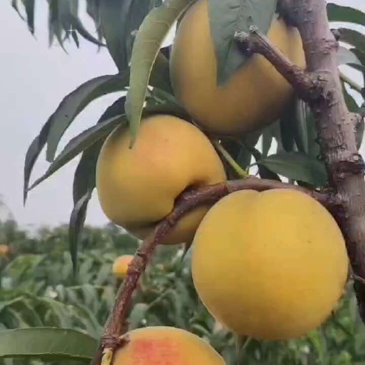 嘉善县锦绣黄桃