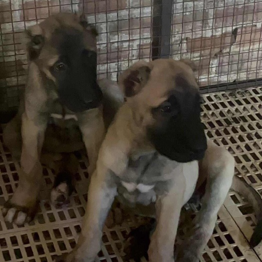 梁山县精品坎高犬幼犬，狗狗骨架大，头版好，黑口罩，