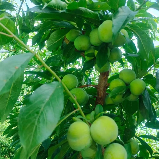 茂县茂县青脆李。脱骨李