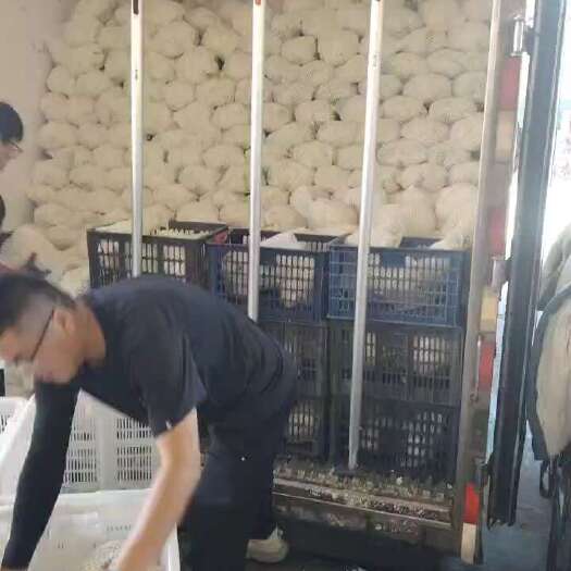 定西甘肃兰州散花质量好价格美丽精品精品