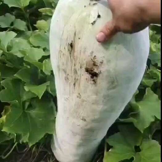 沁阳市长白条有货了，有需要的老板可以下手了，价格有点小贵