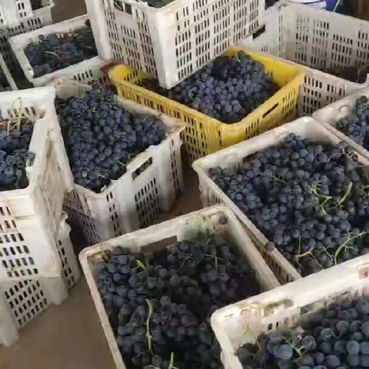新疆夏黑万亩基地口感超好有需要的联系我