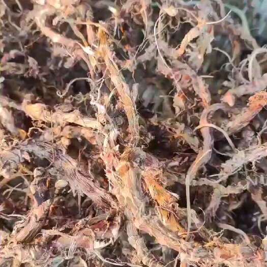 衡阳县石菖蒲干货