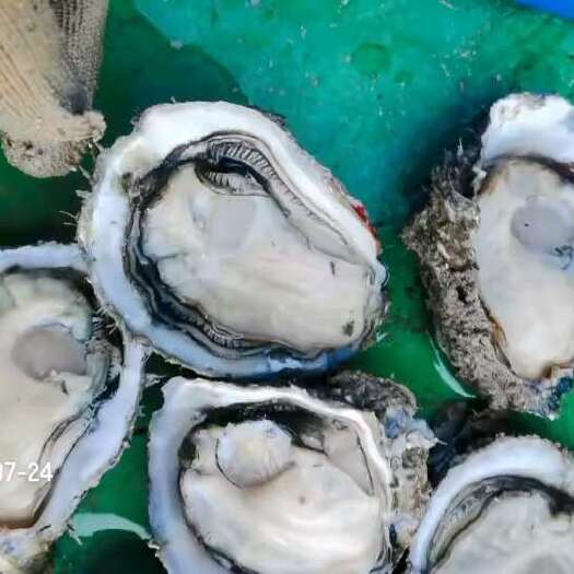 徐闻县湛江三倍体生蚝30斤起批