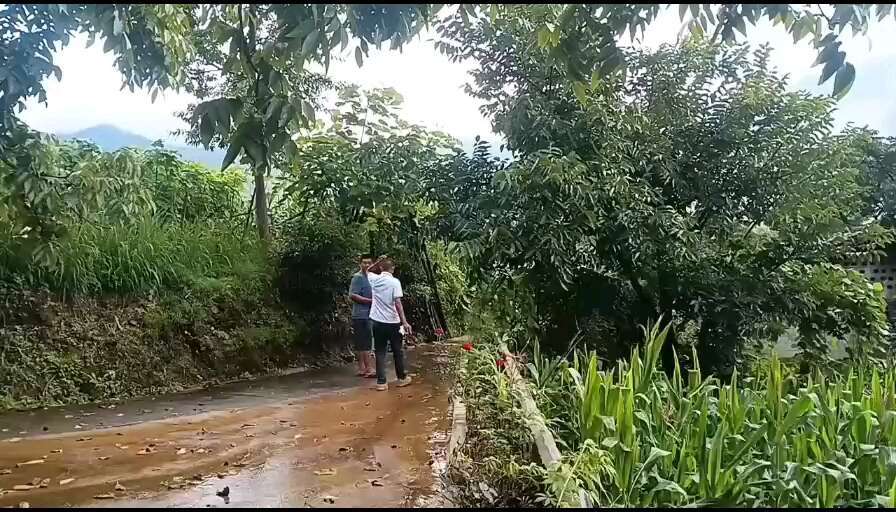 龙陵县龙陵小麻茶差核桃马上上市有需要有销量的联系