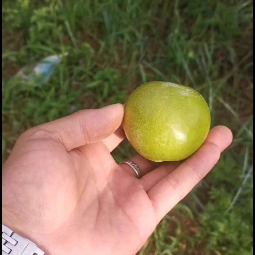 合阳县蜂糖李