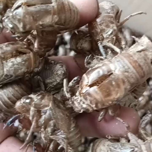 宜昌蝉蜕