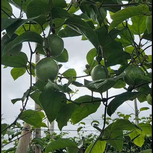 廉江市黄金百香果