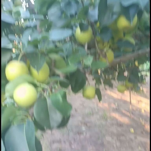 虞城县产区皇冠梨口感脆甜，皮薄多汁，糖度高，水分足