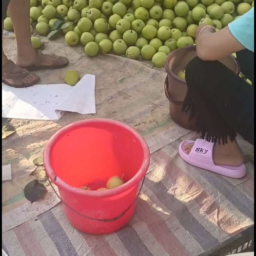 虞城县产区皇冠梨口感脆甜，皮薄多汁，糖度高，水分足