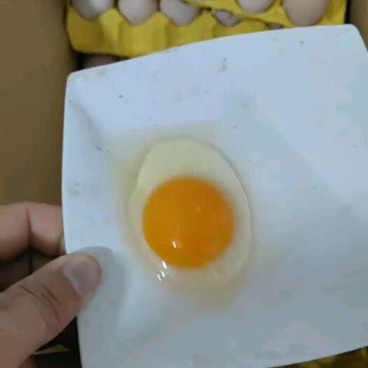 厦门新鲜饱满。