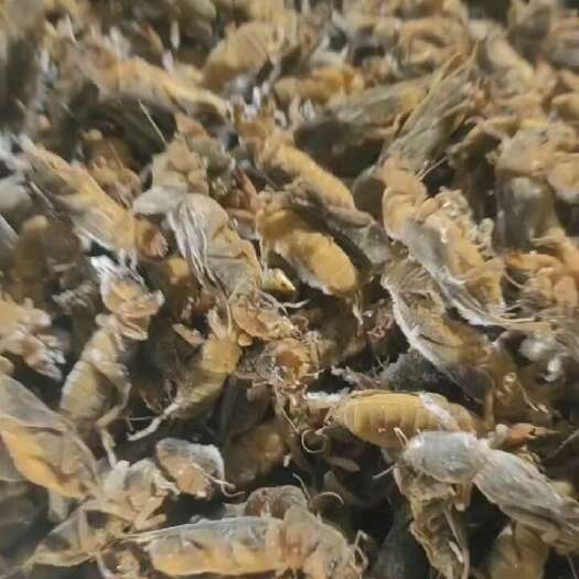 望奎县24年高品质冷冻土狗虫  蝼蛄虫  产地批发一手货源