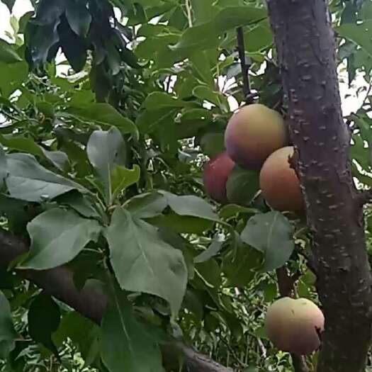 绥中县大红袍李子