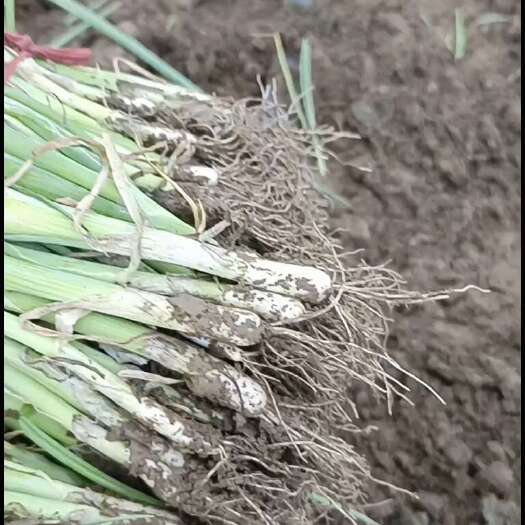 潍坊基地名将晚抽品种葱苗发货