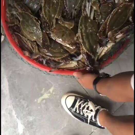 连云港鲜活梭子蟹