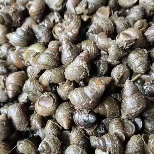 绍兴脆螺每天有货，钓友们需要的联系。