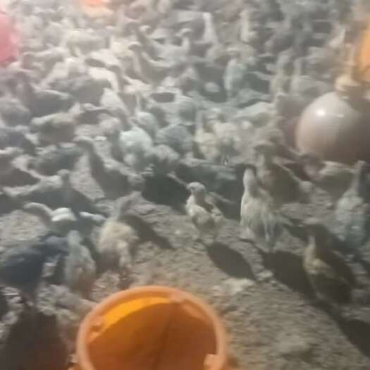 南安市江西小鸡