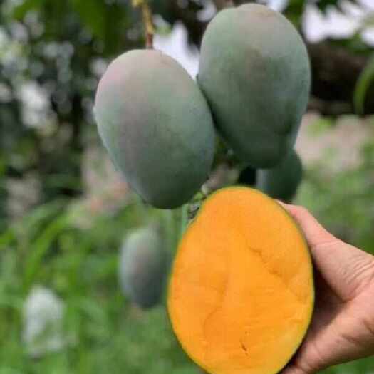 昆明现货攀枝花凯特芒果只发1斤左右大果一件代发！