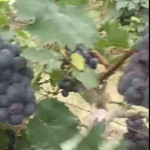 威县夏黑葡萄大量上市