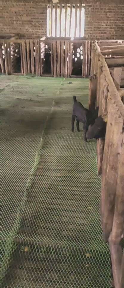 阳江羊羔380一只