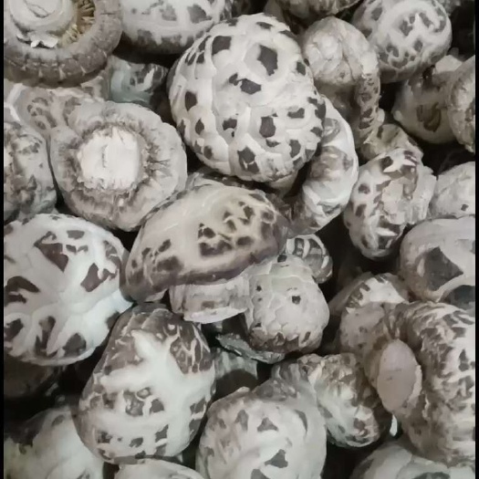 泌阳县剪脚花菇