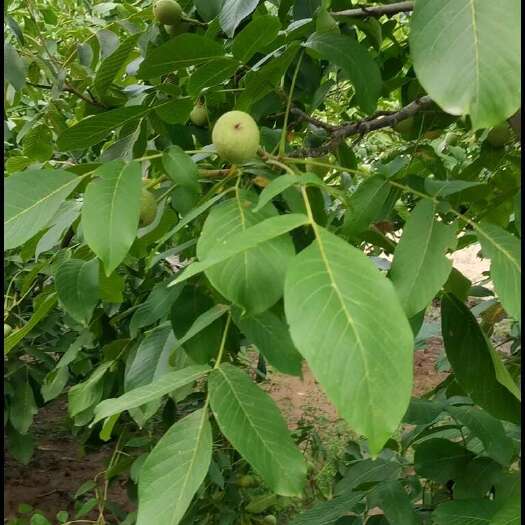 合阳县青皮核桃