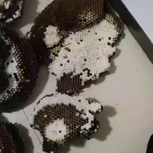 东阳市马蜂蛹