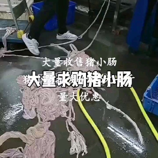 求购：猪小肠数量：500万根（今年全年一共1000万根，目