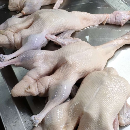 冷冻白条鸭 鸭肉无破皮无淤血 质量有保证量大优惠