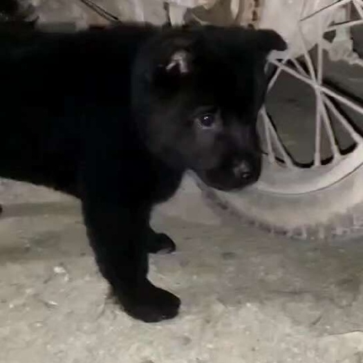 岑溪市中华田园犬