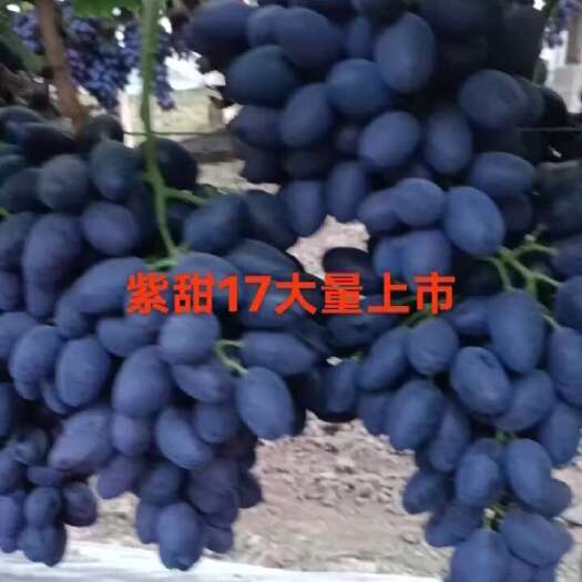 饶阳县紫甜A17大颗粒葡萄