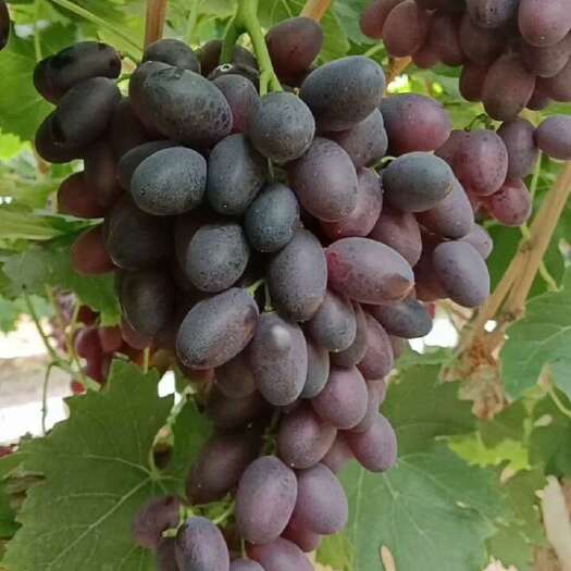 饶阳县大量出售17葡萄，量大优惠