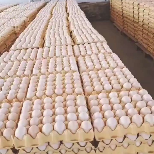 馆陶县每天十到十五挂普粉，精品包装，直达广东地区，馆陶加19到岸