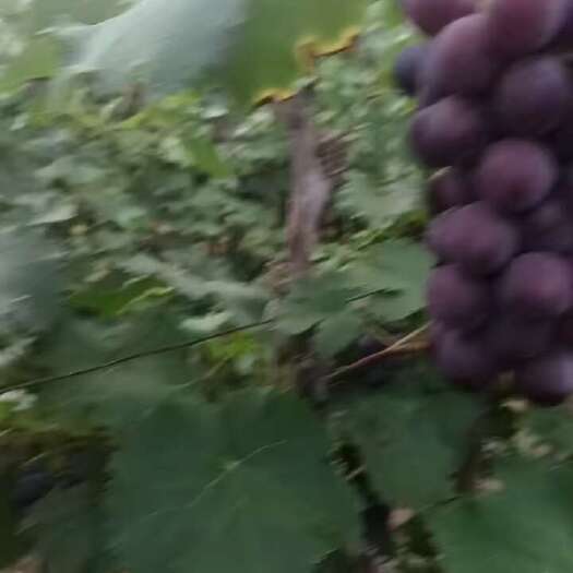 永清县飓风葡萄