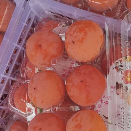 大荔县陕西七月黄软柿子，吊红，火葫芦大量上市，产地直供，代发全国！