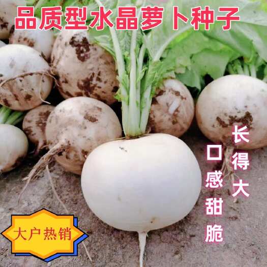 甜脆冰糖蘿卜種子春不老蘿卜種子圓白蘿卜種子水晶蘿卜種子糖罐
