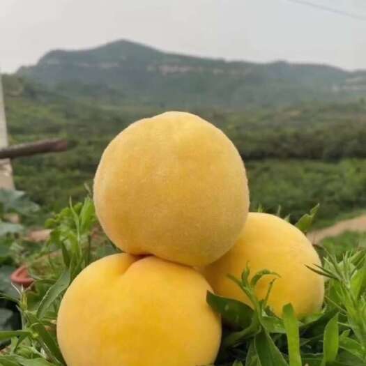 礼泉县黄桃成熟了，咸阳市礼泉县唐昭陵，高山水果