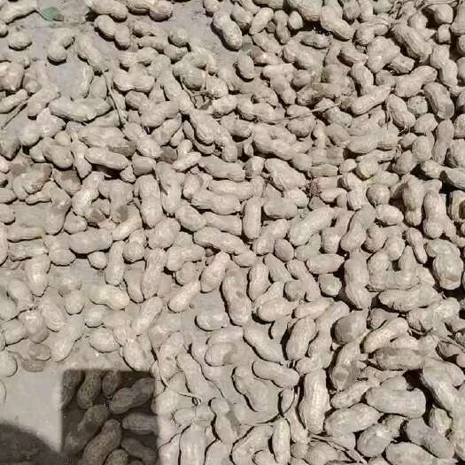 曹县豫花3号大颗粒红皮鲜花生地头直发全国各地。