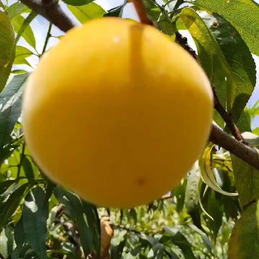 施秉县锦绣黄桃