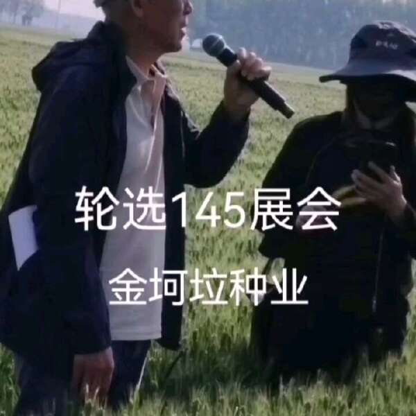 双国审小麦种子轮选145.济麦22的换代品种厂家直供量大询价