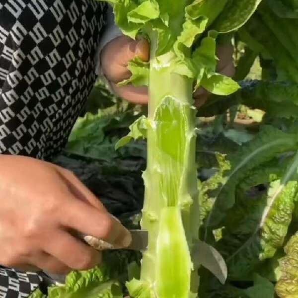 纯青玉圆叶香莴笋种子 耐寒抗病 青皮青肉 清香浓郁 抗裂耐抽