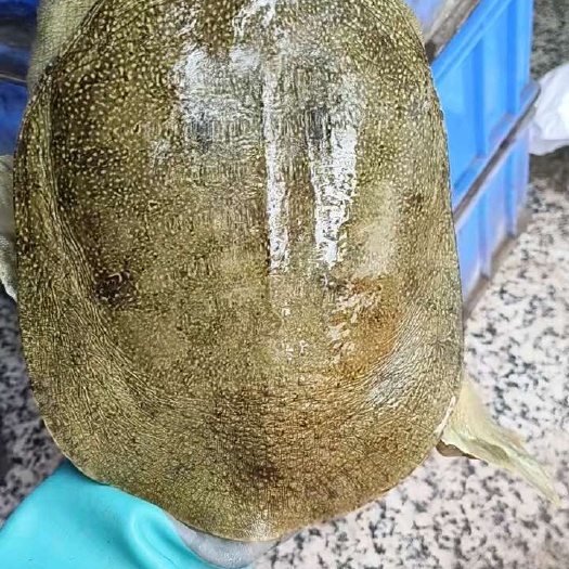 杭州纯甲鱼