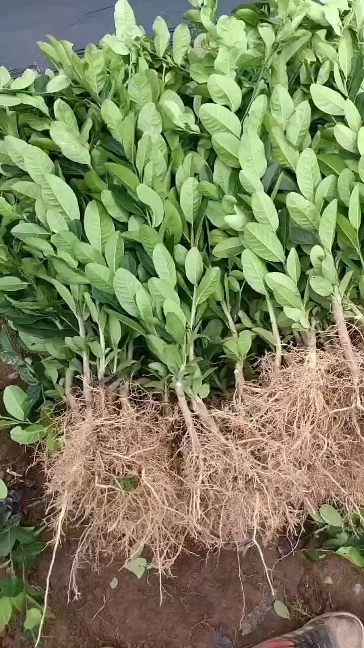 佛手苗 基地直发川佛手苗
