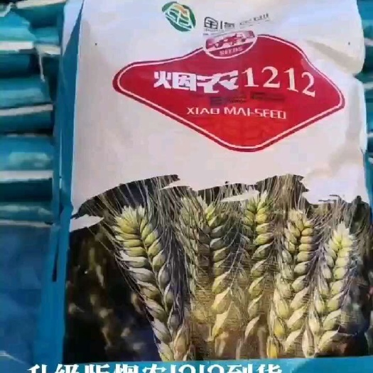 商河县升级版烟农1212，到货，